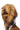 Side view of a costume with a large, bushy mane in shades of brown, tan, and black atop leopard print fabric, accompanied by the stylish ADA LEOPARD FLAT BOOTIE. The ensemble creates the appearance of a lion or wild cat-like creature against a plain white background.