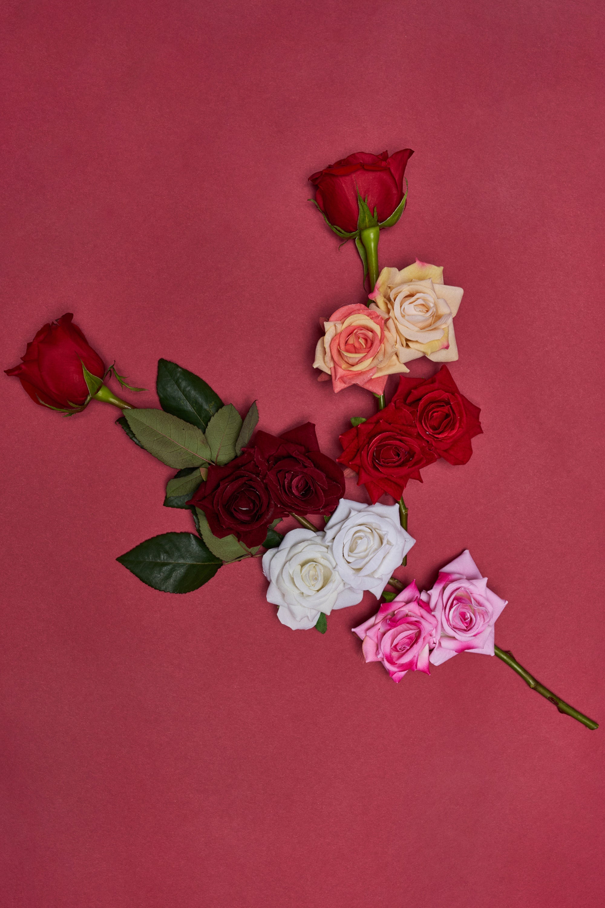 ROSES ARE RED HAIR CLIPS in shades of red, white, pink, peach, and burgundy are artfully arranged on a red background, some grouped and some spaced apart for a striking visual pattern. 0