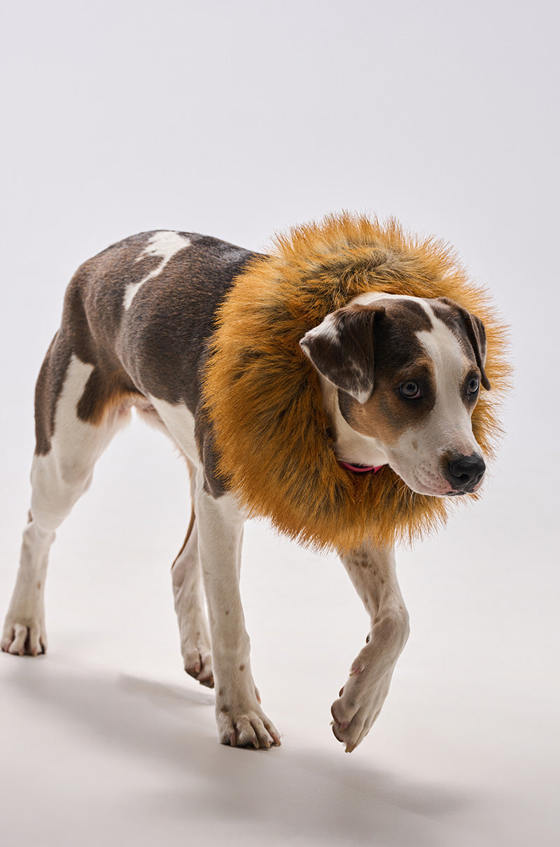 A black and white dog walks forward wearing the REALLY LIKE THAT FAUX FUR HEADBAND, a large, fluffy, orange-brown faux fox fur accessory resembling a lion’s mane. The background is plain white. 2