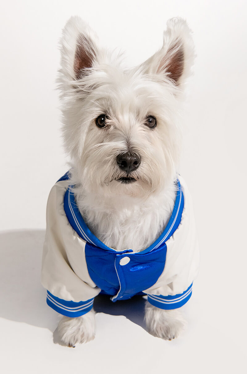 Full View No Cap Matching Dog Bomber