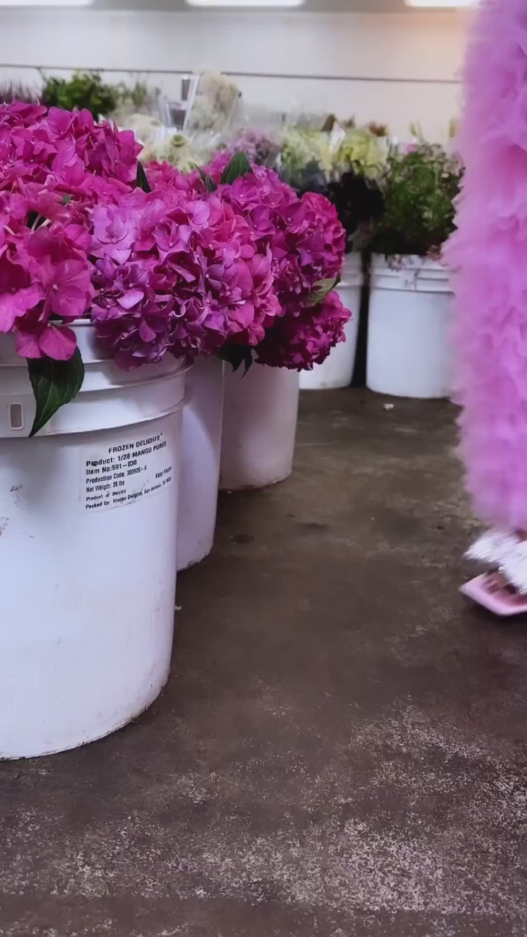 APATE-PINK.mp4