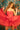 ULTRA FAB FASHION DRESS WITH ATTACHED CORSET AND TULLE SKIRT DARK PINK view 0